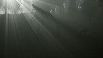 foresta nella nebbia mattutina autunnale foto