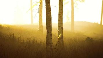 nebbia all'alba nella foresta di betulle foto