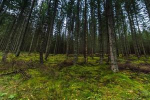 foresta con fitto sottobosco verde in montagna foto