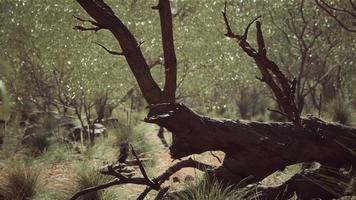 cespuglio australiano con alberi sulla sabbia rossa foto