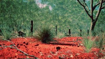 cespuglio australiano con alberi sulla sabbia rossa foto