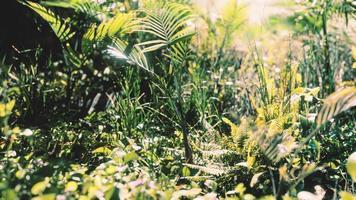 8k close up natura tropicale verde foglie ed erba foto