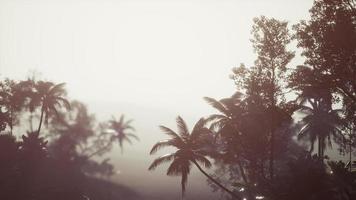 foresta pluviale tropicale di palme nella nebbia foto