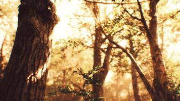 raggi di sole in una foresta nebbiosa in autunno foto