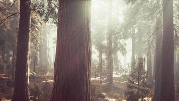 sequoie giganti nel boschetto gigante della foresta nel parco nazionale delle sequoie foto