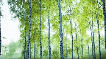 betulle bianche nella foresta in estate foto