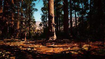 sequoie giganti nel parco nazionale di sequoia in california usa foto