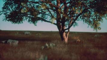 grande albero nella savana africana nel parco nazionale del serengeti della tanzania foto