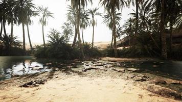 laghetto dell'oasi del deserto con palme e piante foto