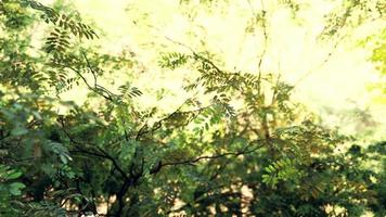 nebbia nella foresta pluviale e raggio di sole foto