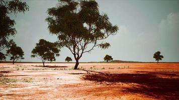 savana africana secca con alberi foto