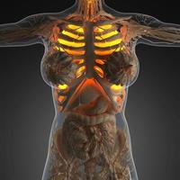 anatomia scientifica del corpo della donna con polmoni luminosi foto
