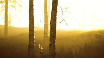 scena dell'alba in un bosco di betulle in una soleggiata mattina d'estate con nebbia foto