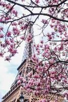 parigi fiore magnolia primavera eiffel francia foto