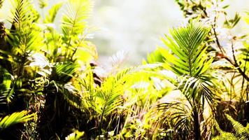 primo piano erba e piante della giungla foto