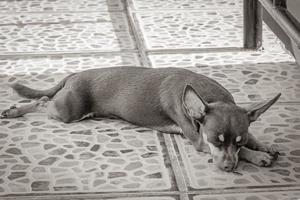 ritratto di cane terrier giocattolo russo mentre è stanco e dorme messico. foto