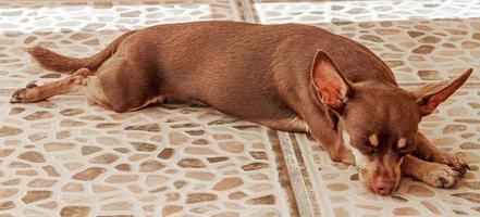 ritratto di cane terrier giocattolo russo mentre è stanco e dorme messico. foto