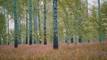 betulle bianche nella foresta in estate foto