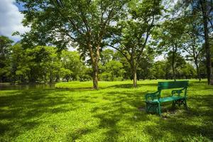 bella erba verde al parco foto