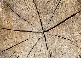 bella frattura di legno vecchia quercia, struttura naturale da vicino foto