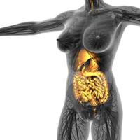 anatomia scientifica del corpo umano ai raggi X con sistema digestivo luminoso foto