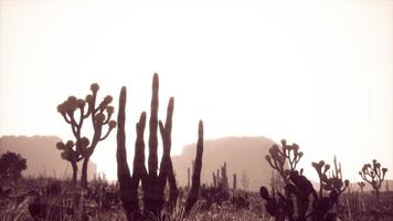 raggio di sole che spara attraverso il cielo del deserto al tramonto foto