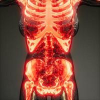 corpo umano trasparente con ossa visibili foto