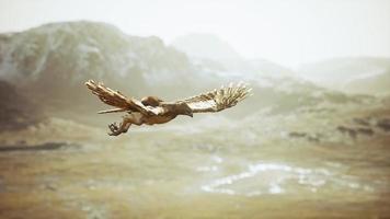 colpo al rallentatore estremo dell'aquila foto