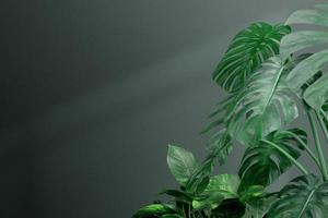 illustrazione 3d. foglie verdi della pianta di monstera che cresce allo stato selvatico, la pianta della foresta tropicale, la vite sempreverde su sfondo nero. foto