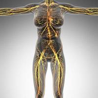 anatomia scientifica del corpo umano ai raggi X con vasi sanguigni luminosi foto