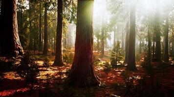 sequoie giganti nel boschetto gigante della foresta nel parco nazionale delle sequoie foto