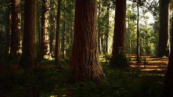 sequoie giganti nel boschetto gigante della foresta nel parco nazionale delle sequoie foto