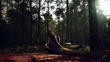 boschetto di mariposa della vecchia foresta nel parco nazionale di Yosemite in California foto