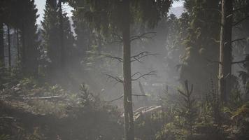 foresta di pini e abeti foto