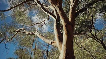 eucaliptus in australia centro rosso foto