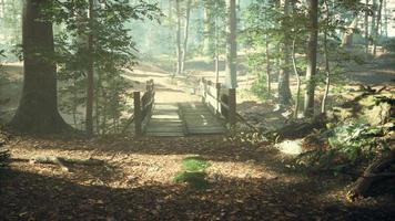 vecchio ponte di legno su un piccolo ruscello in un parco foto