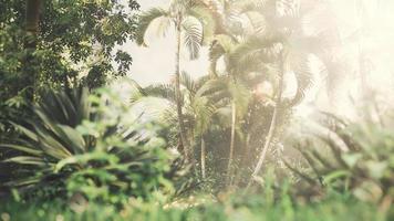 giardino tropicale con palme ai raggi del sole foto