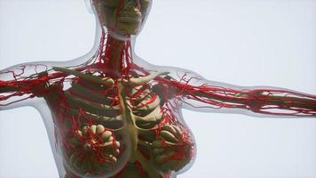 anatomia scientifica dei vasi sanguigni umani foto