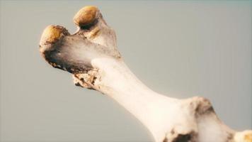 l'osso della gamba di un grosso animale foto