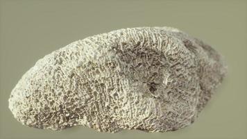 grande primo piano fossile di corallo bianco foto