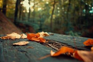 foglie d'autunno su una panchina foto