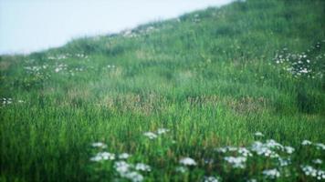 verdi colline con erba fresca e fiori di campo all'inizio dell'estate foto