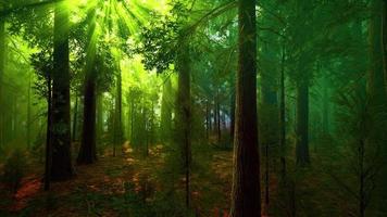 nebbia mattutina nella foresta di sequoie giganti foto