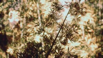 foresta di bambù con il sole al mattino foto