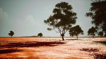 savana africana secca con alberi foto