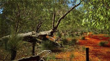 cespuglio australiano con alberi sulla sabbia rossa foto