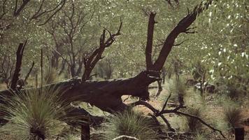 cespuglio australiano con alberi sulla sabbia rossa foto