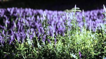 fiori sul campo di montagna durante l'alba nel periodo estivo foto