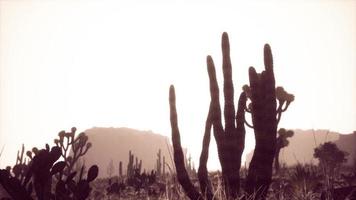 raggio di sole che spara attraverso il cielo del deserto al tramonto foto