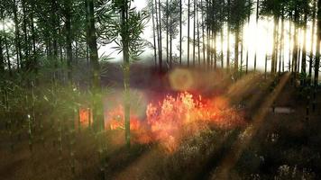 vento che soffia su alberi di bambù in fiamme durante un incendio boschivo foto